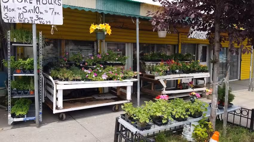 CALIFORNIA JUICE / JERRY&rsquo;S NURSERY