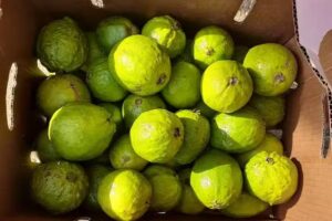 Khamari Caribbean Sunshine